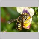 Anthidium manicatum - Grosse Wollbiene w18 10mm.jpg
